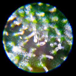 Seguimiento de cultivo de Red Poison Auto®