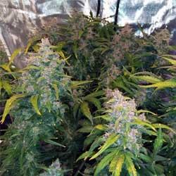 Seguimiento de cultivo de Red Poison Auto®