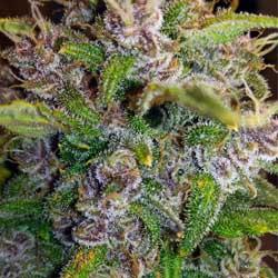 Seguimiento de cultivo de Red Poison Auto®