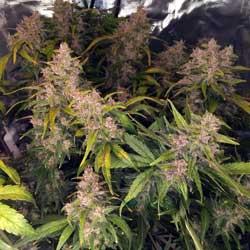 Seguimiento de cultivo de Red Poison Auto®