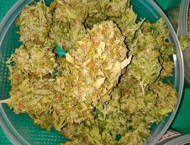 Seguimiento de cultivo Jack 47 XL Auto® (SWS78)