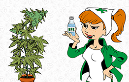 Corregir las deficiencias en la marihuana