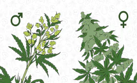 macho hembra marihuana