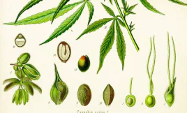 cambiar sexo marihuana