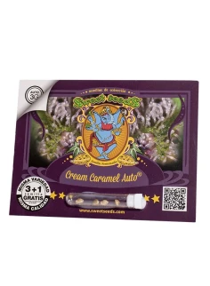 Cream Caramel Auto® 2