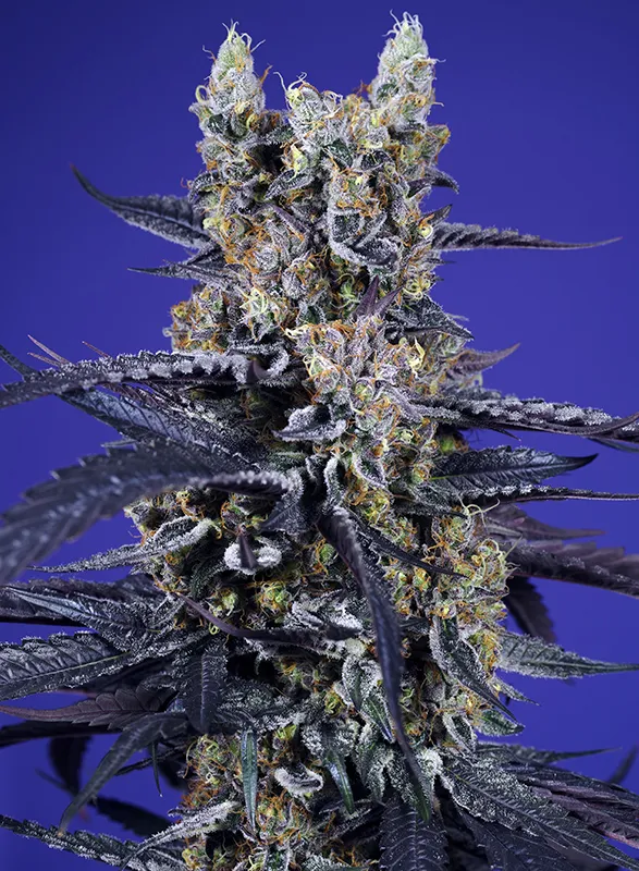 Super Boof XL Auto®