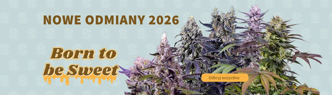 Fix Nowe Wydania 2026