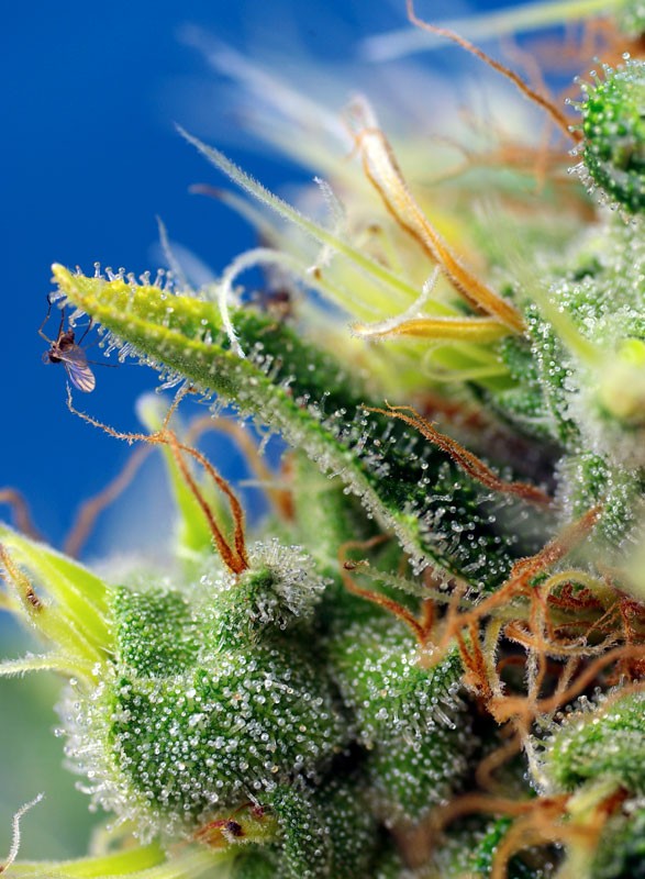 Sweet Pure Auto CBD®